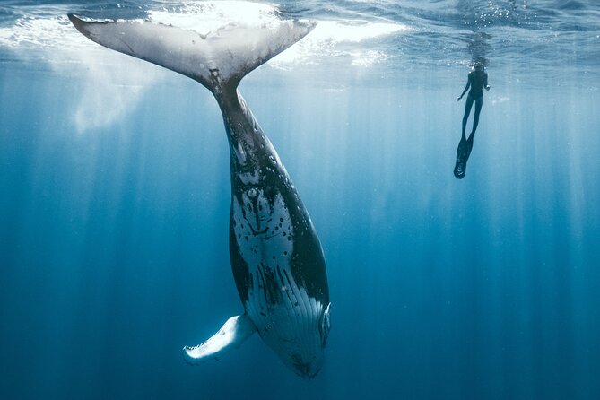 Swim with humpback whales