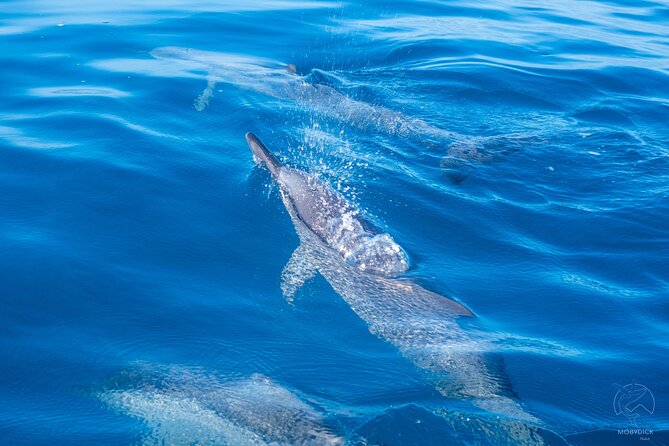 3h dolphin and snorkeling tour in a wild lagoon with Mobydick