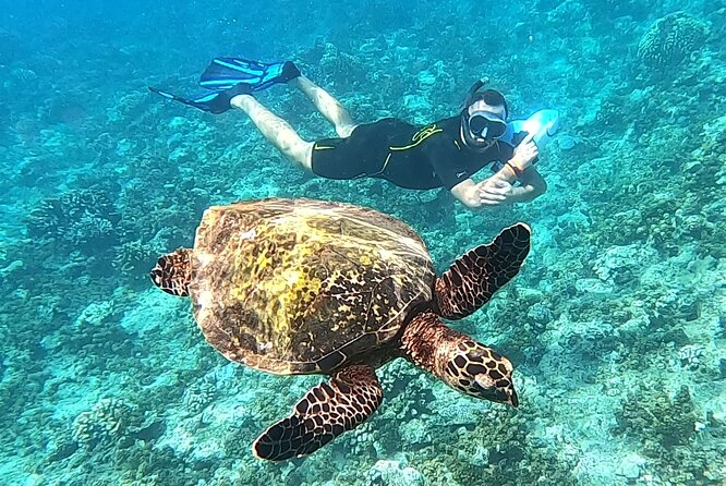 Sea Scooter Snorkel Tour – Reef Adventure with Turtles, Rays and Sharks