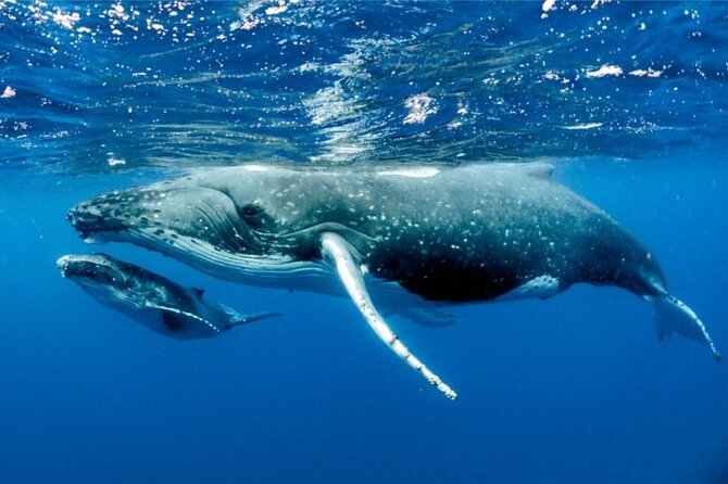 Whale watching in Moorea