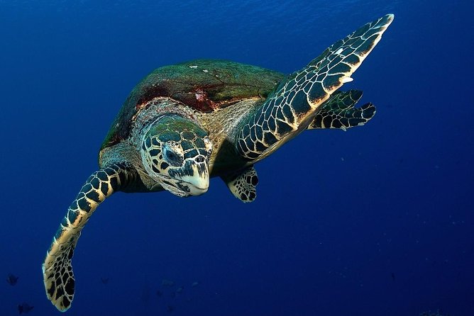 Small group snorkeling (5 people max): Turtles at 7:30am