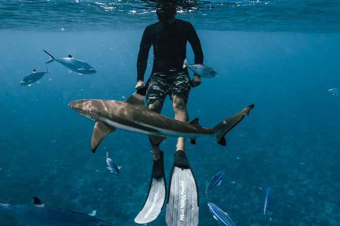 Private Half Day Snorkeling in Moorea