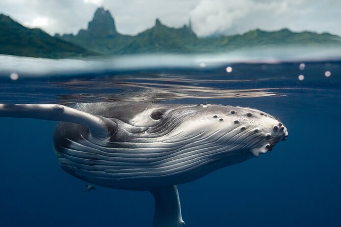 Private Half Day Whale Watching Tour