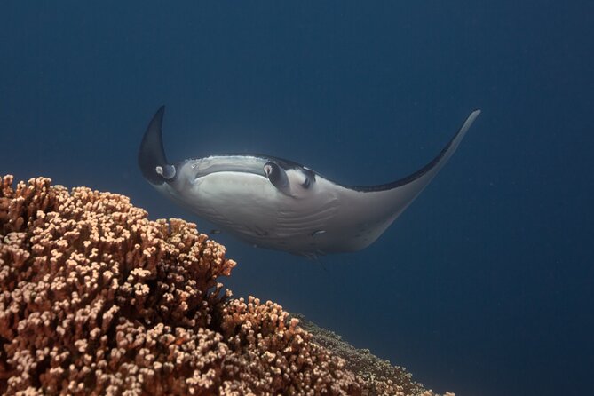 Half-day 2-tank Dive Experience in Bora Bora’s Crystal Waters