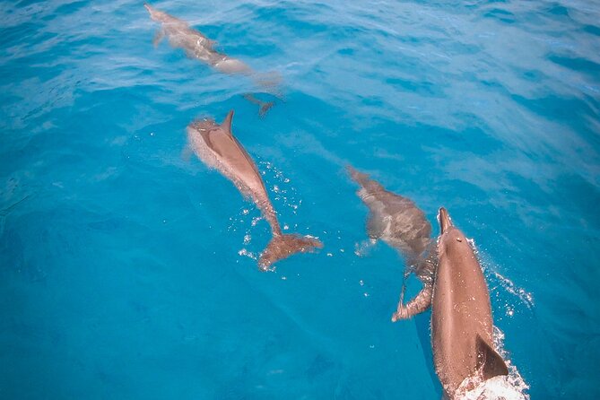 Snorkeling picnic in 5 hours with lunch in Tahiti