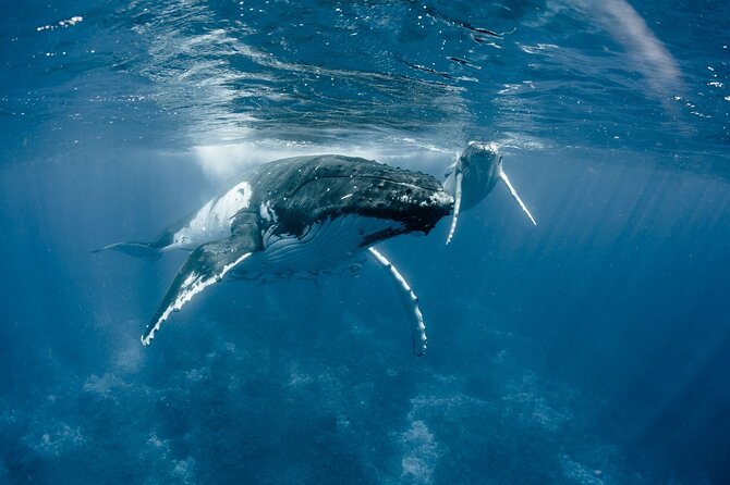 BORA-BORA Private Whale Watching