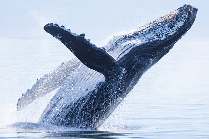 Whale Watching by Sailboat in Moorea 6 people max 6 hours