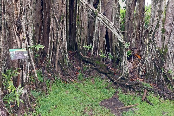 Tahiti Fautaua Valley and Big Waterfall Private Hiking Tour