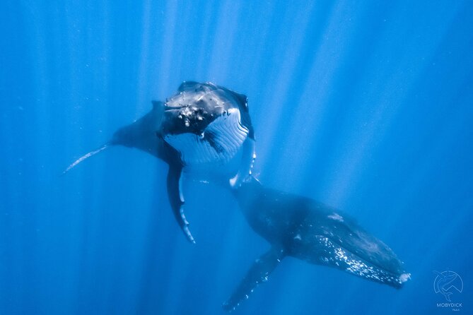 Swim with whales, on the preserved and quiet coast of Paea and Papara (27km from PPT)