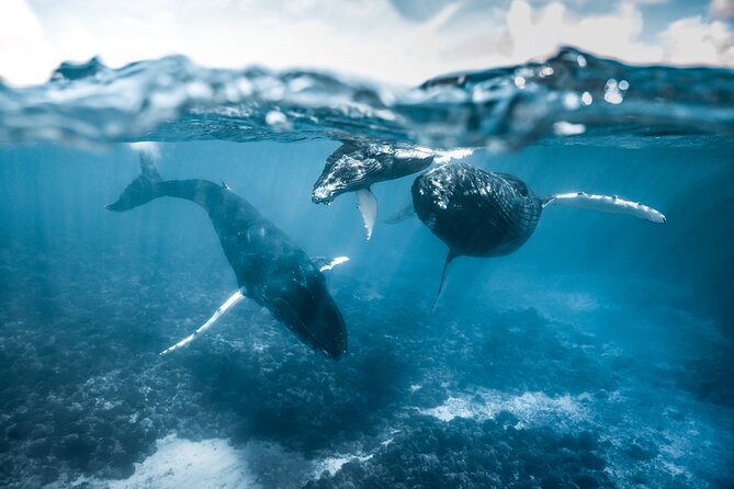 Humpback whale watching and marine life in Moorea