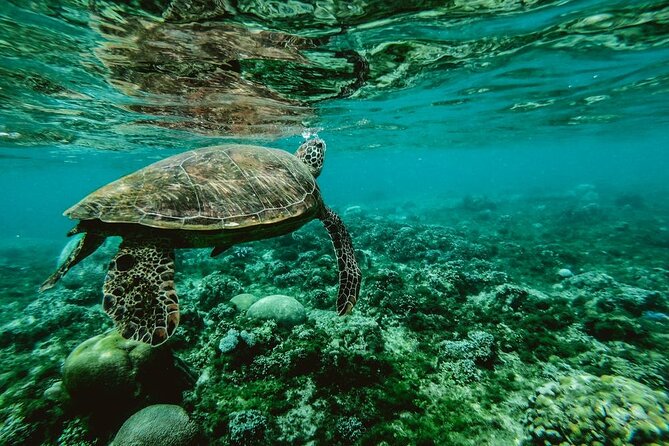 Discover the Beauty of Polynesian Waters by Boat and Snorkeling