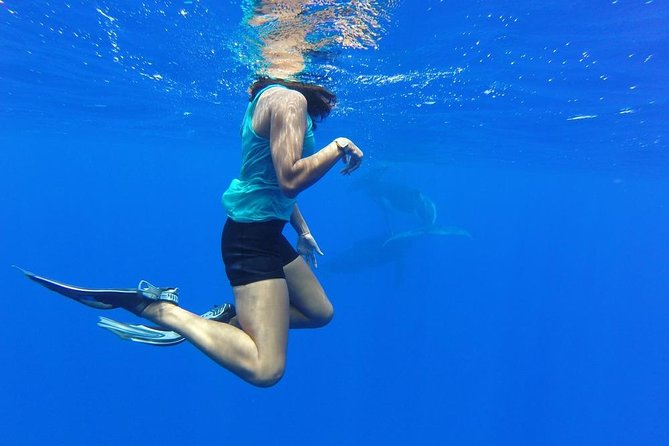 Whale Watching Tours in Bora Bora