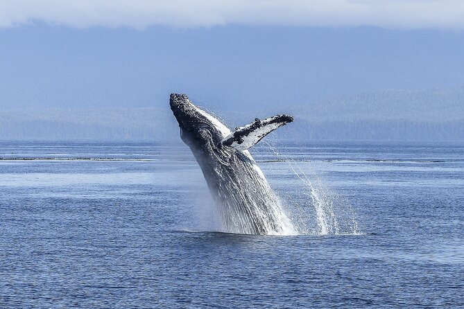 Private Half-Day Whale Watching Tour in Tahiti