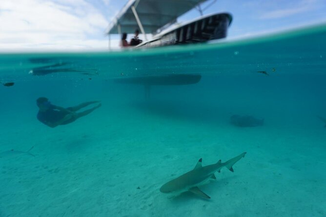 Lagoon Exploration and Snorkeling in Moorea