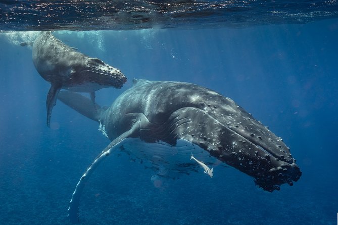 Bora Bora Whale Watching