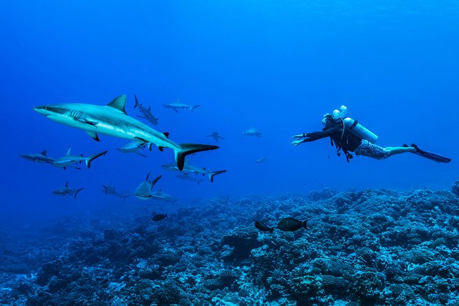 Rangiroa 2-tank Certified Scuba Dive