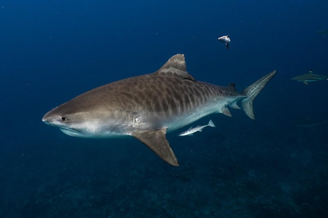 Pelagic Shark Safari