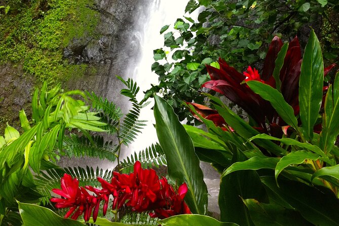 Half-Day Guided Hike to Afareaitu Waterfall